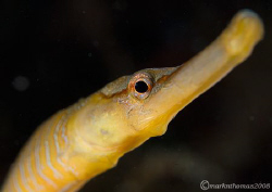 Snake pipefish.
Trefor Pier, N. Wales.
60mm & wet diopter. by Mark Thomas 